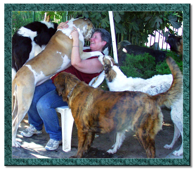 Burt ward great dane rescue clearance